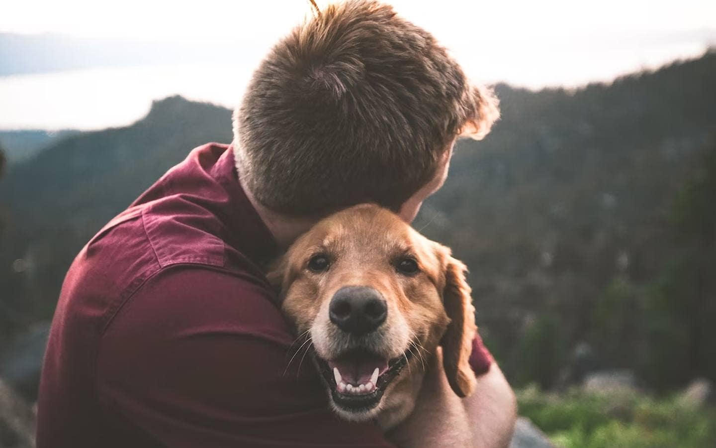The closeness of dogs and people